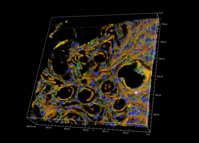 Scientific microscopy imagery from the JetBio archive
