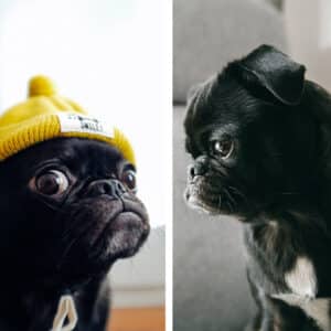 brand or bland