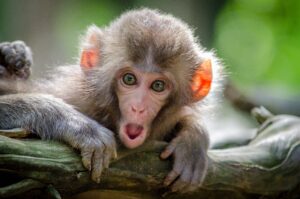 Website Monkey Wow
